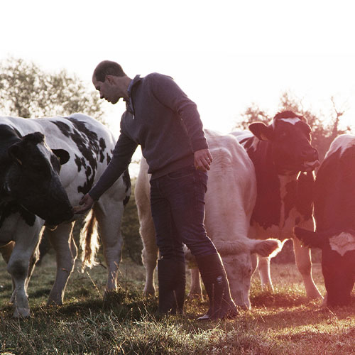 farmer dominique - steplitex solidgrip